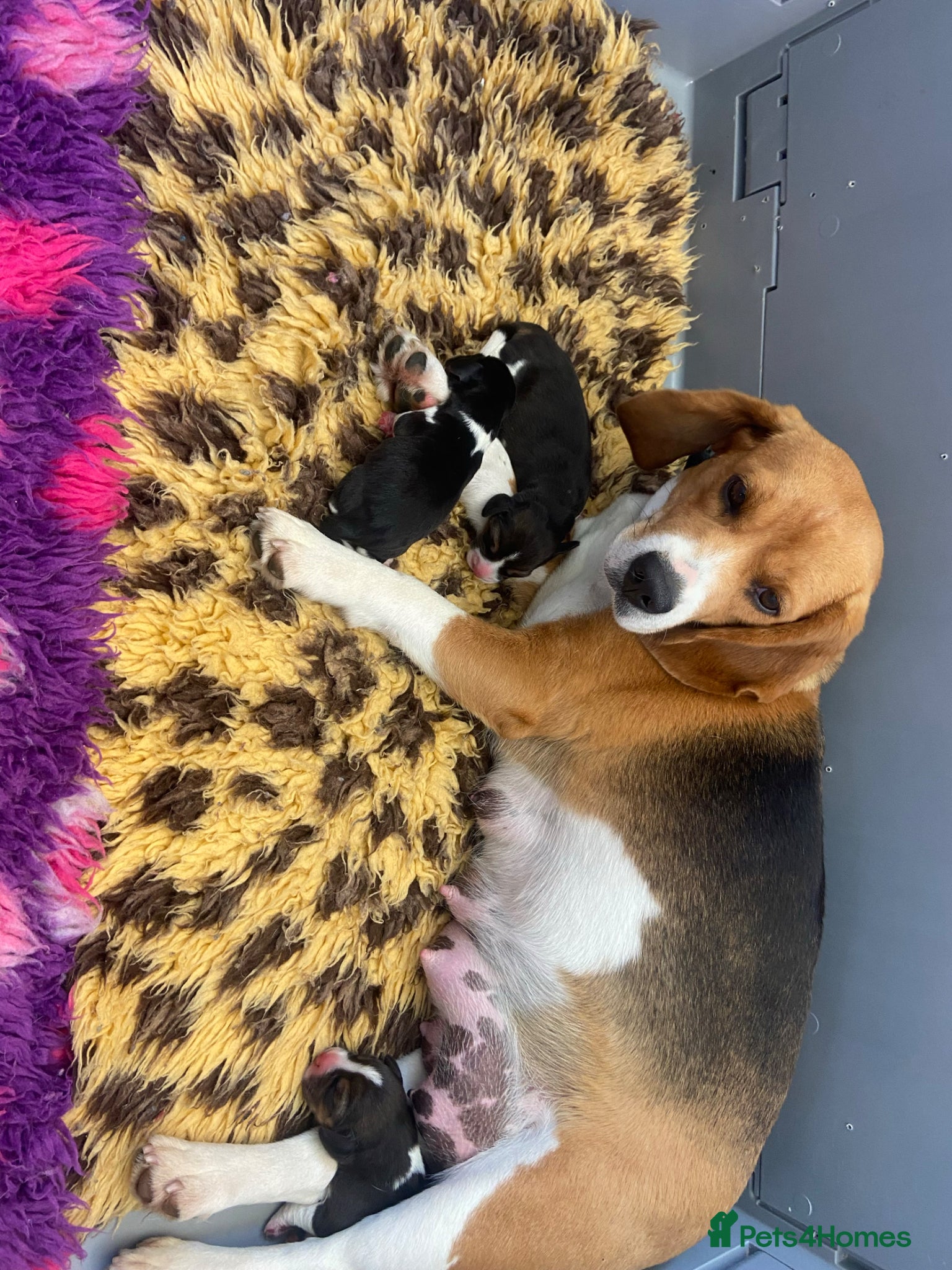 Beagle dogs Beagle puppies - Advert 2