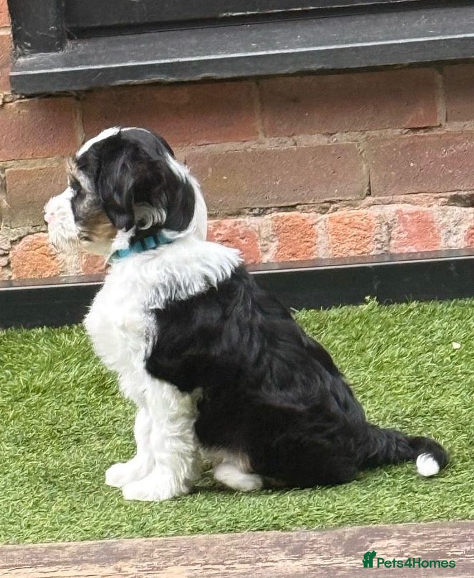 Tibetan Terrier dogs Beautiful Litter of Tibetan Terriers - Advert 4