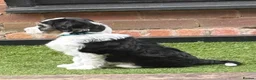 Tibetan Terrier dogs for sale: Beautiful Litter of Tibetan Terriers - Advert 1