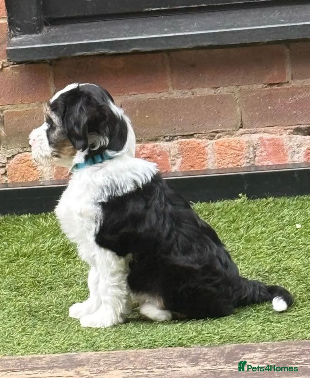 Tibetan Terrier dogs for sale: Beautiful Litter of Tibetan Terriers - Advert 1