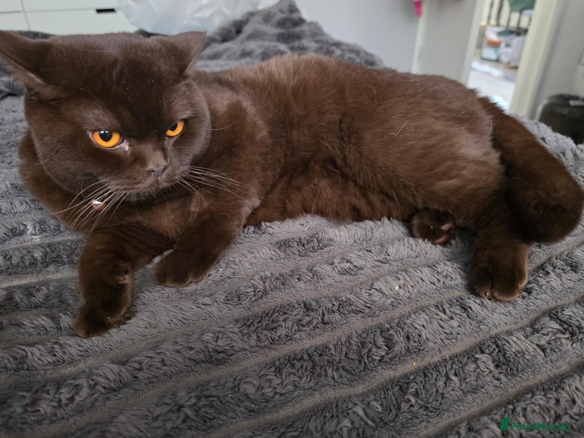 British Shorthair cats Pablo is a chocolate cinnamon - Advert 3