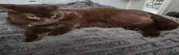 British Shorthair cats for sale: Pablo is a chocolate cinnamon - Advert 1