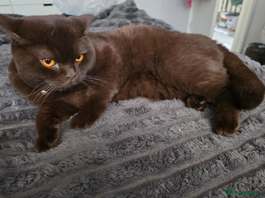 British Shorthair cats for sale: Pablo is a chocolate cinnamon - Advert 1