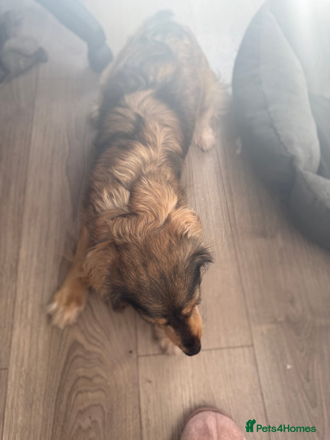 Cockapoo dogs for sale: Family Cockapoo Puppy Needing a New Home - Advert 3