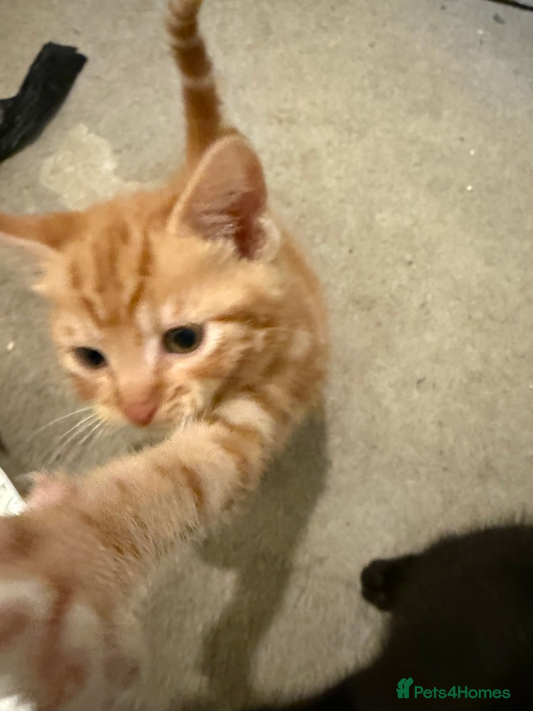 Mixed Breed cats for sale: Beautiful kittens for sale  - Image 10