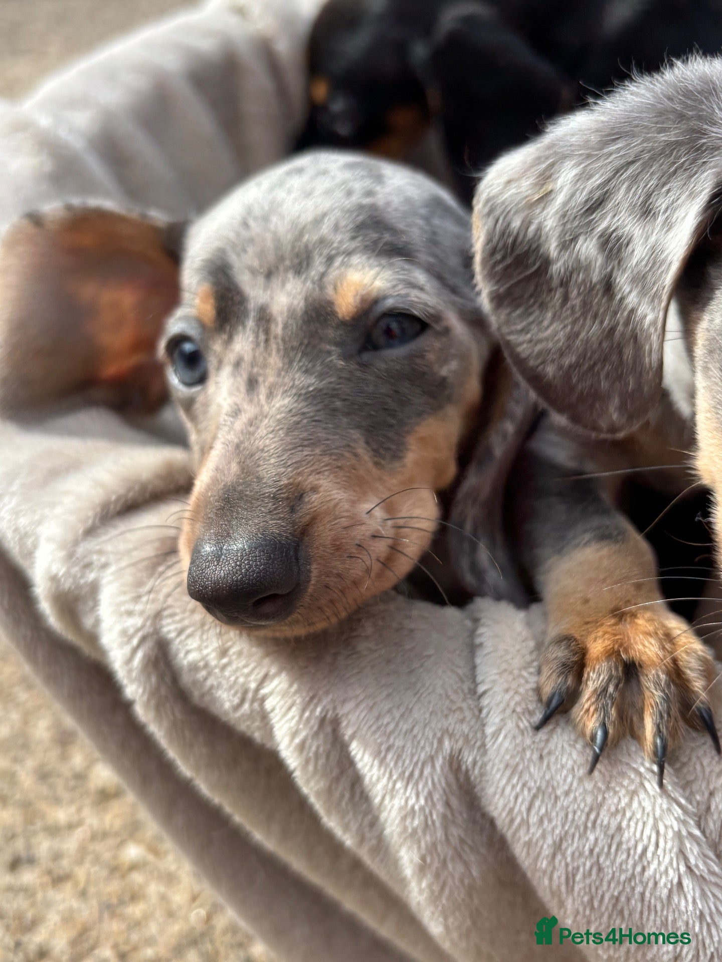Miniature Dachshund dogs Miniature dachshunds - Advert 1