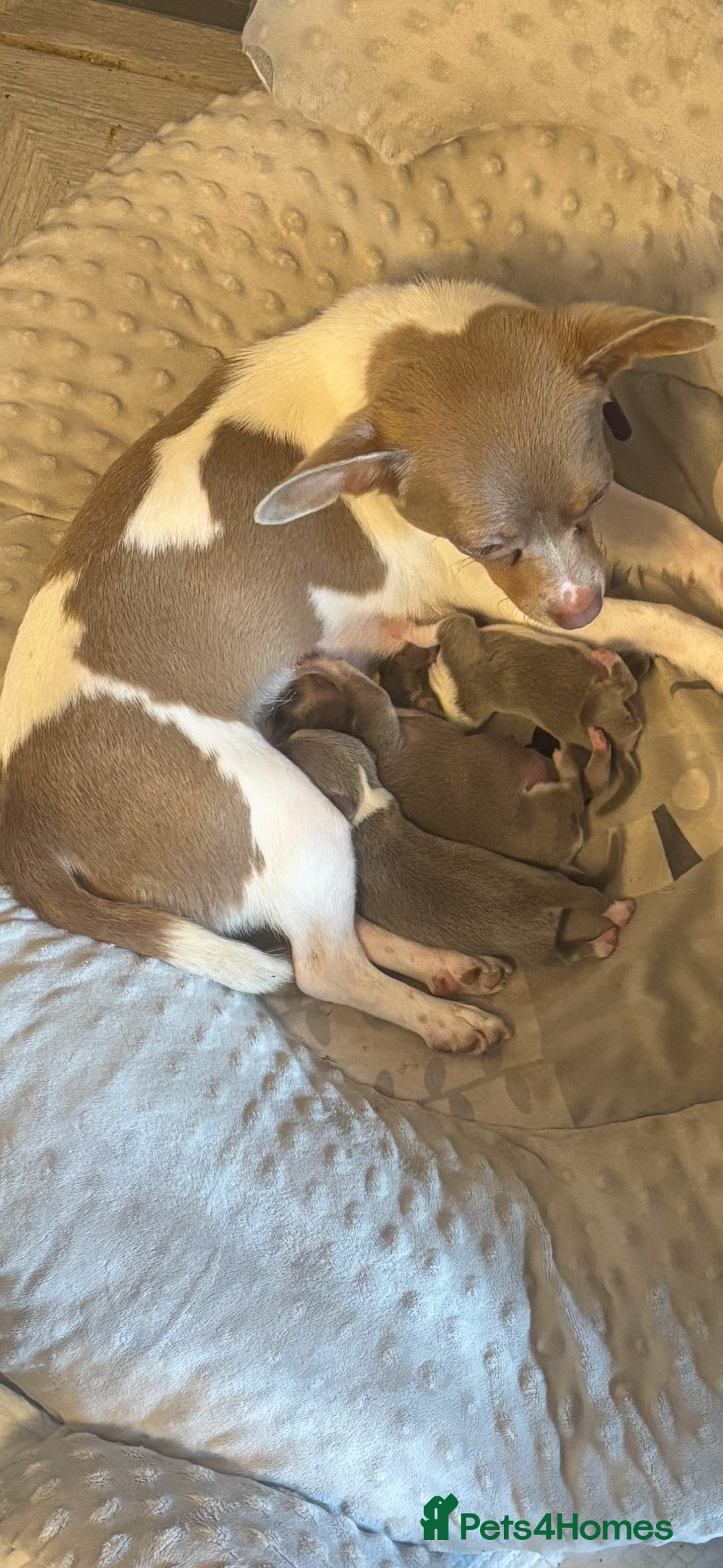 Chihuahua dogs for sale: Lilac girls - Image 1