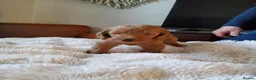 Labradoodle dogs for sale: Miniature Red & Taupe Labradoodle Puppies - Advert 5