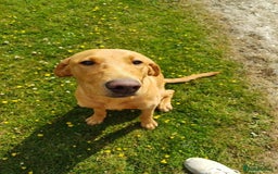 Labrador Retriever dogs for sale: Fox Red Labrador Boy 9 months old. - Image 4