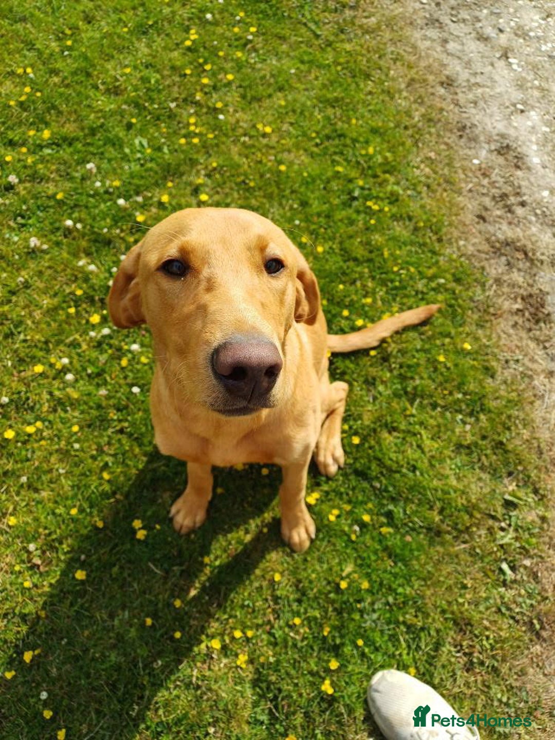 Labrador Retriever dogs for sale: Fox Red Labrador Boy 9 months old. - Image 4