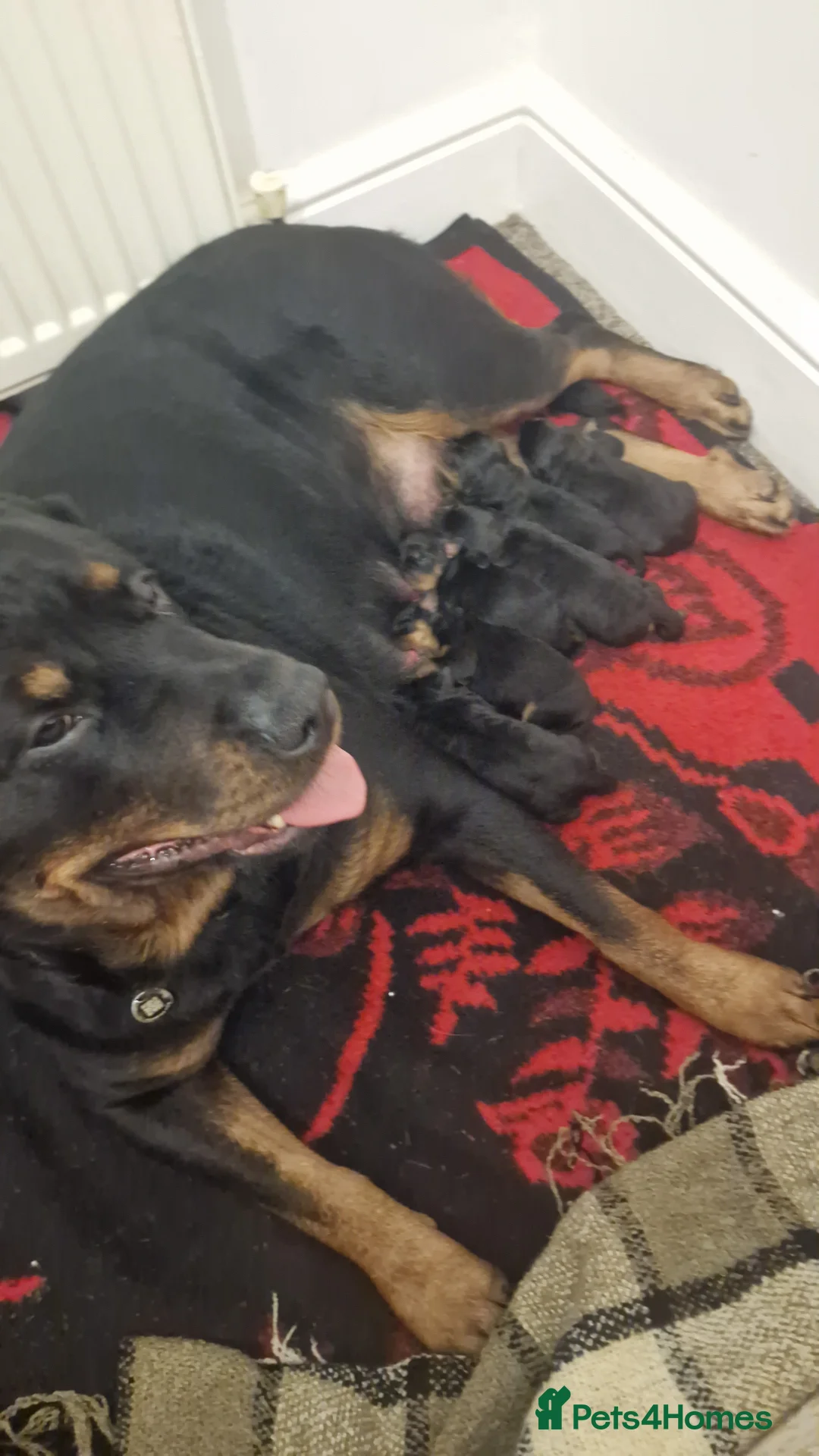Rottweiler dogs for sale: We have 6 gorgeous females rottweiler puppies  - Advert 1