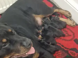 Rottweiler dogs We have 6 gorgeous females rottweiler puppies - Advert 1