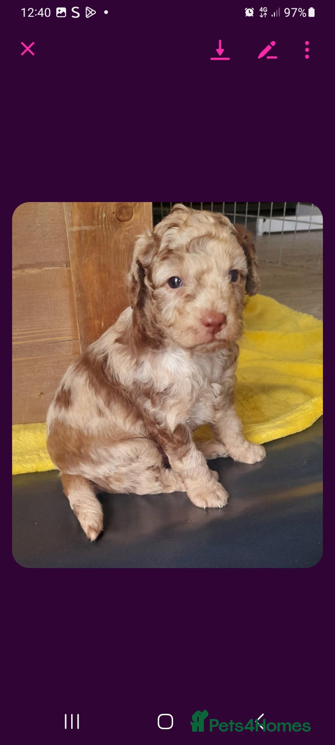 Cockapoo dogs for sale: F1b Cockapoo pups - Image 6