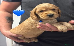 Cocker Spaniel dogs for sale: Outstanding KC Show Cocker Spaniels - Image 20