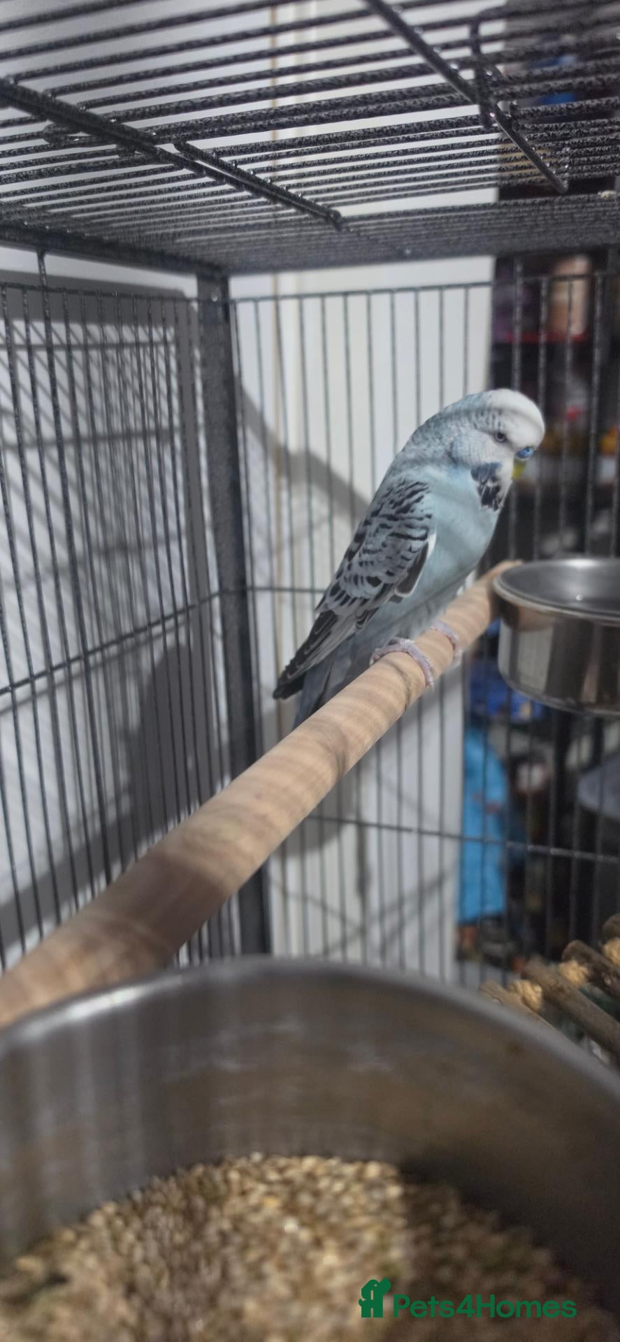 Budgerigars birds Male budgie, Over 1 years old - Advert 1