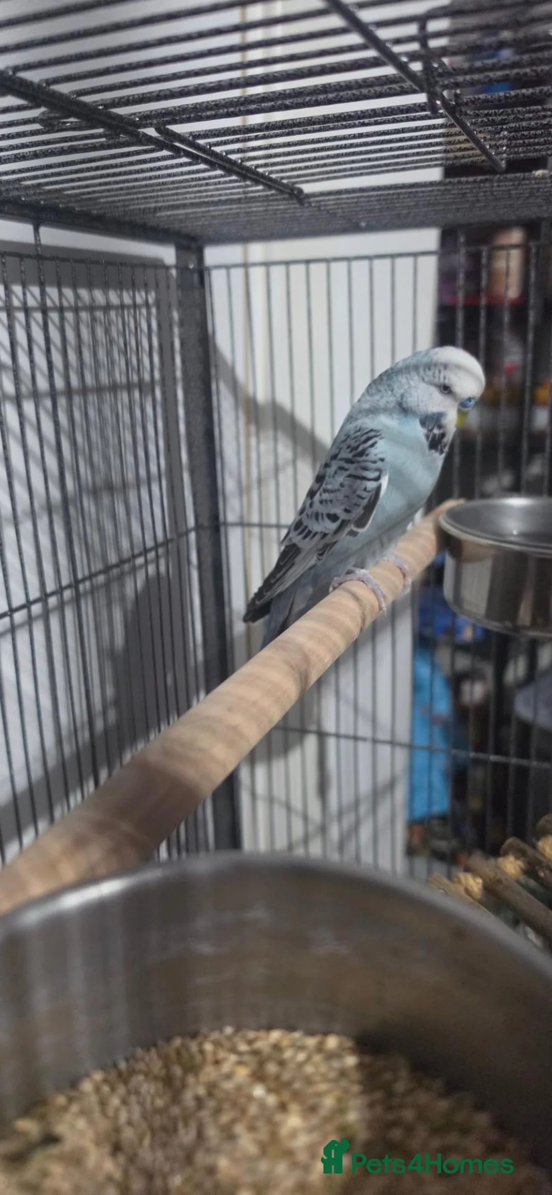 Budgerigars birds for sale: Male budgie, Over 1 years old - Advert 1