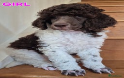 Standard Poodle dogs for sale: KC Reg Chocolate parti Standard Poodle puppies - Image 5