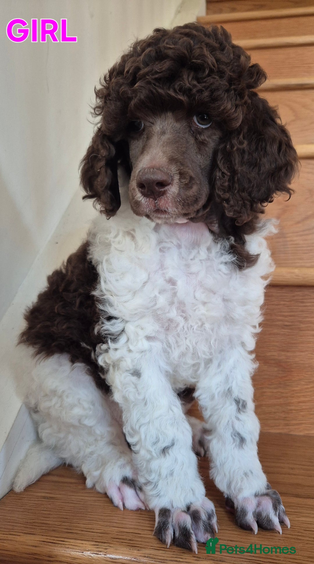 Standard Poodle dogs for sale: KC Reg Chocolate parti Standard Poodle puppies - Image 5