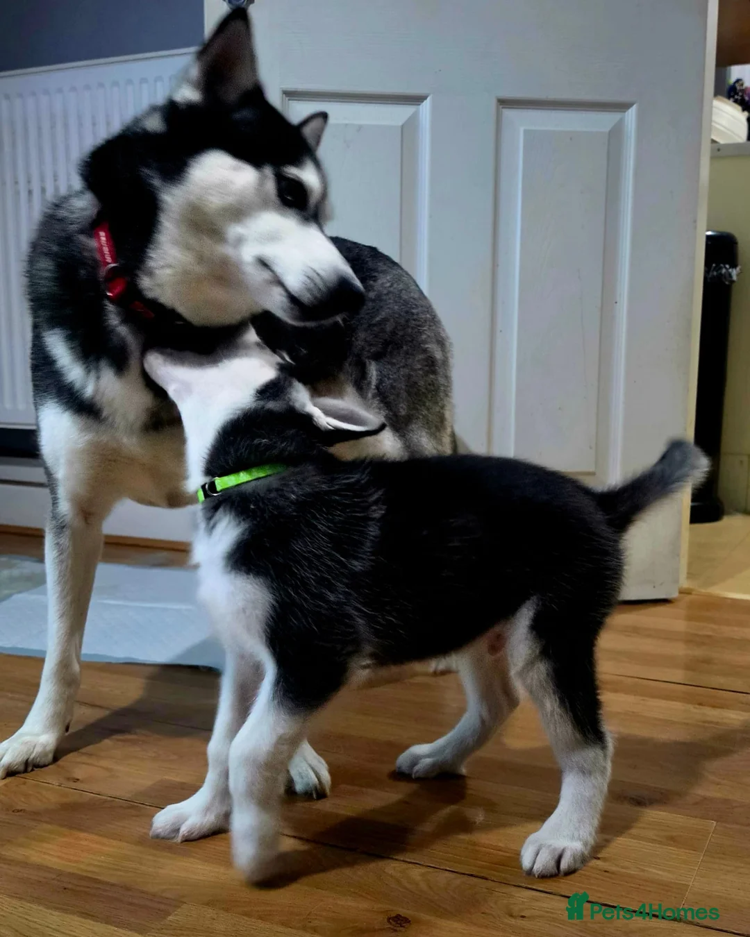Siberian Husky dogs for sale: Stunning Siberian Husky Male Puppy in Walsall - Advert 2