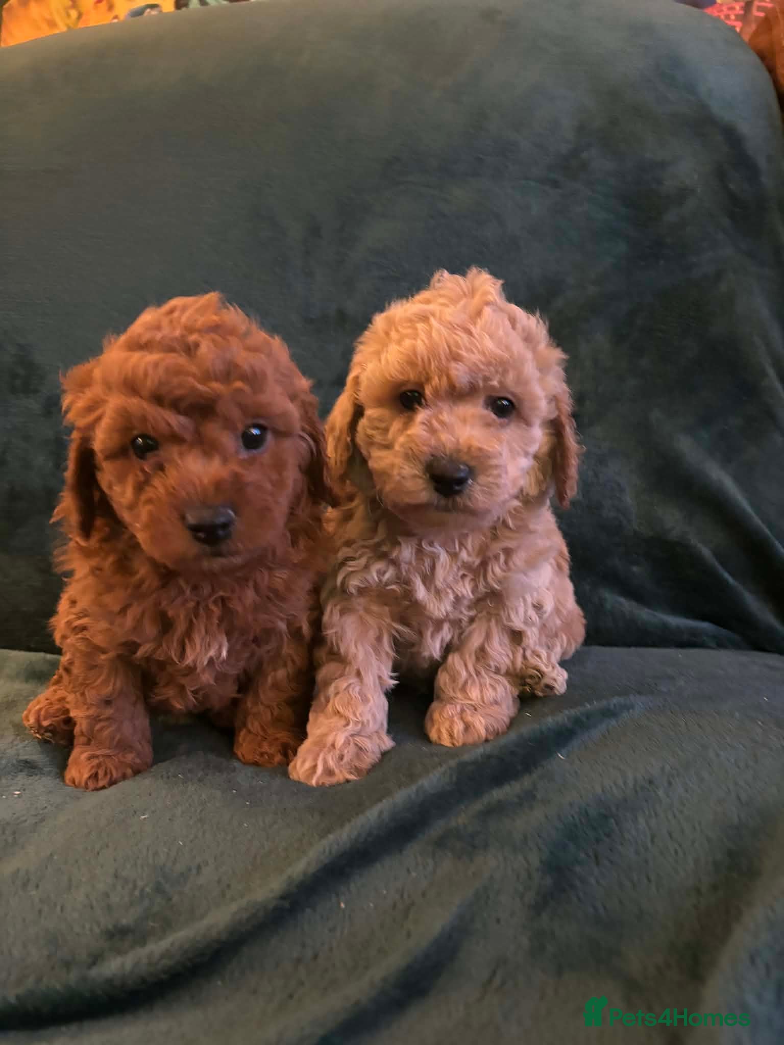 Cavapoo dogs Cavapoo  - Advert 1