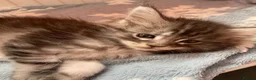 Maine Coon cats for sale: “Stunning” Maine Coon Kittens Ready to Leave Now - Advert 29