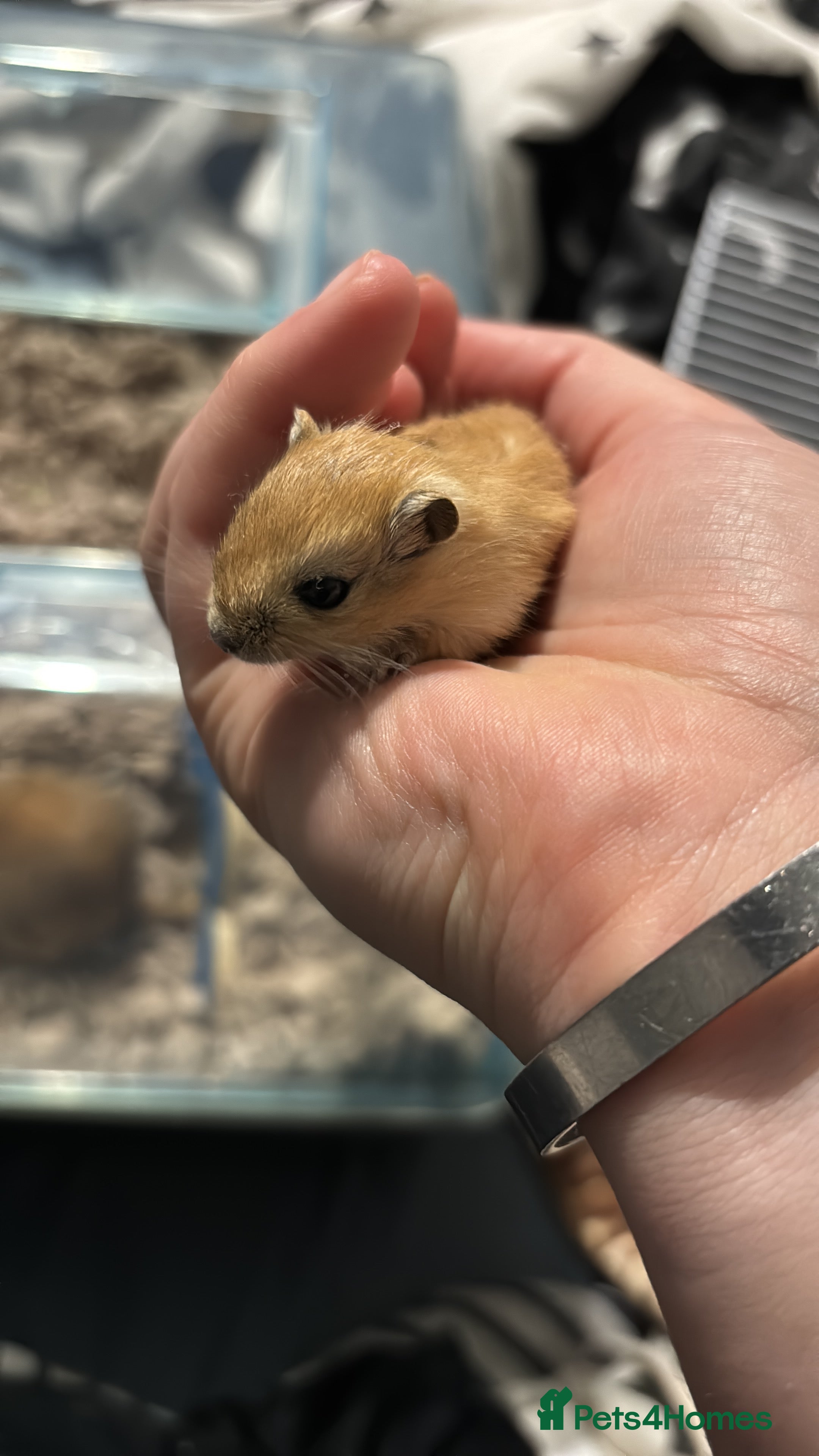 Gerbil rodents Baby gerbils for sale  - Advert 2