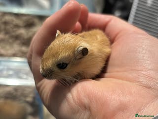 Gerbil rodents Baby gerbils for sale - Advert 10
