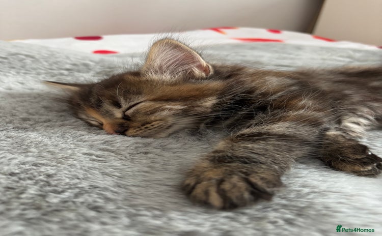 British Longhair cats - Advert 7