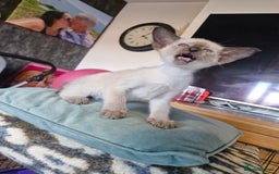 Siamese cats for sale: Siamese kittens  - Image 11