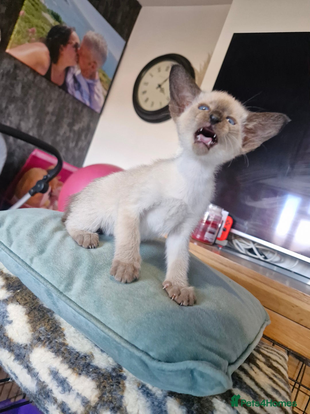 Siamese cats for sale: Siamese kittens  - Image 11