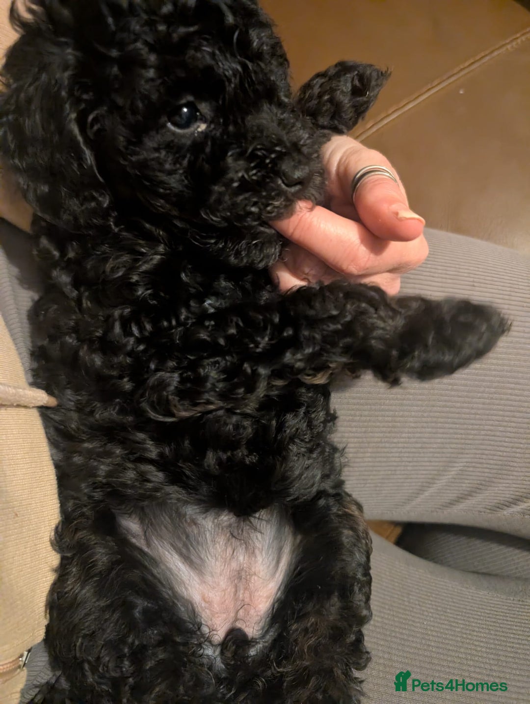 Maltipoo dogs for sale: Lola and Kenny's pups  - Advert 4