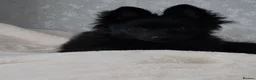 Pomeranian dogs for sale: Beautiful black pomeranian fox face  - Advert 5