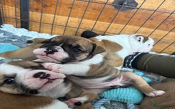 English Bulldog dogs for sale: KC Reg English Bulldog Pups - Image 5