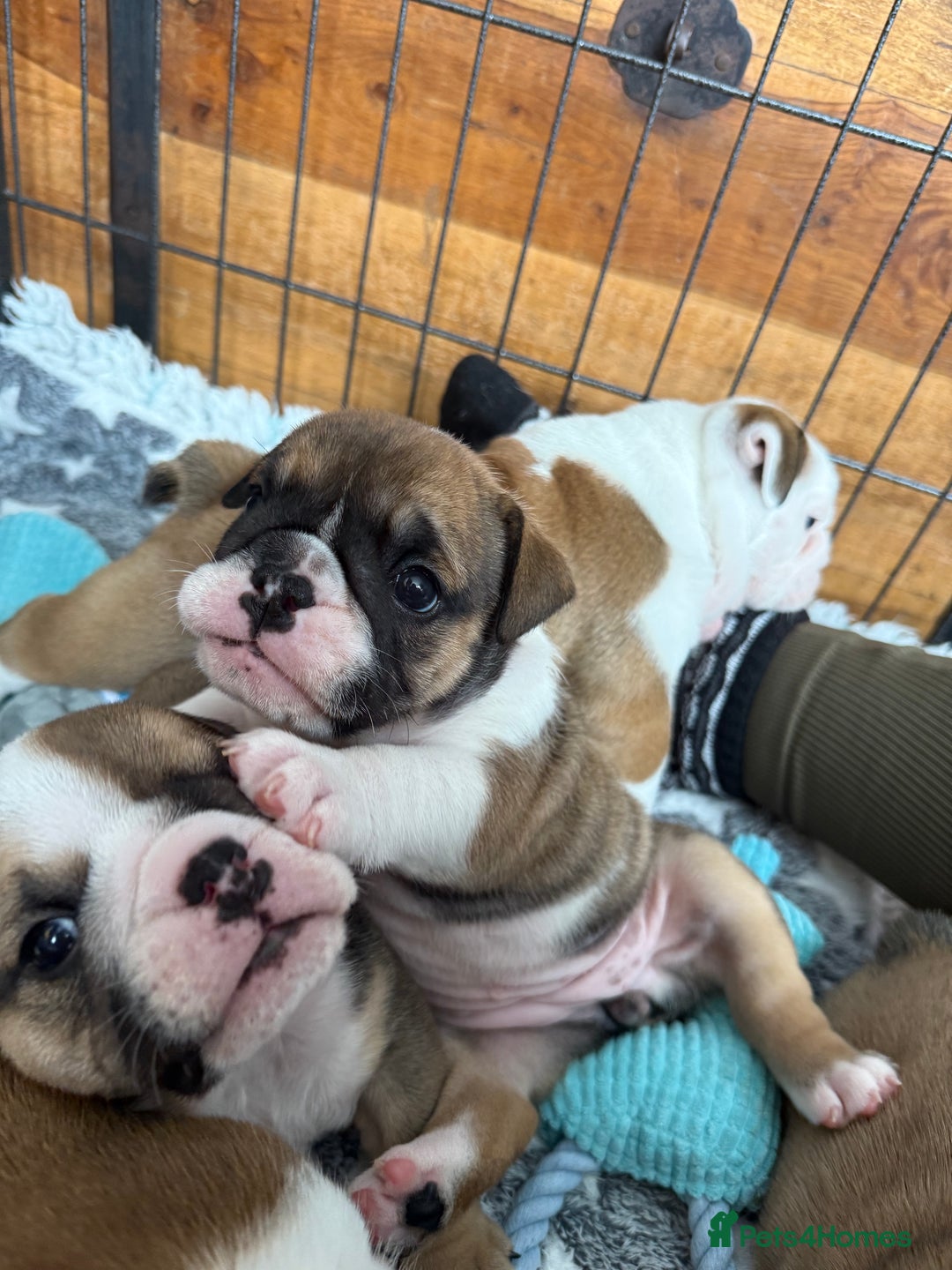 English Bulldog dogs for sale: KC Reg English Bulldog Pups - Image 5