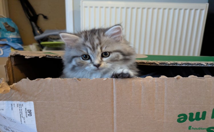 Mixed Breed cats - Advert 2