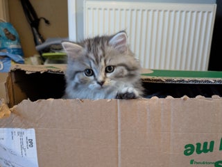 Mixed Breed cats - Advert 26