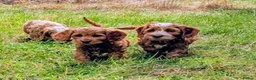 Cockapoo dogs for sale: Beautiful red pups from health tested parents - Advert 34