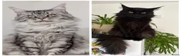Maine Coon cats for sale: REDUCED TICA Black Smoke Maine Coon Girls - Advert 20
