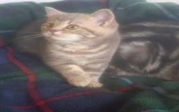 British Shorthair cats for sale: GCCF Registered BSH Kitten - Image 6