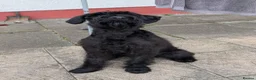 Giant Schnauzer dogs for adoption: ***FERN RESCUE*GIANT SCHNAUZER FOR ADOPTION*** in Glasgow - Advert 3