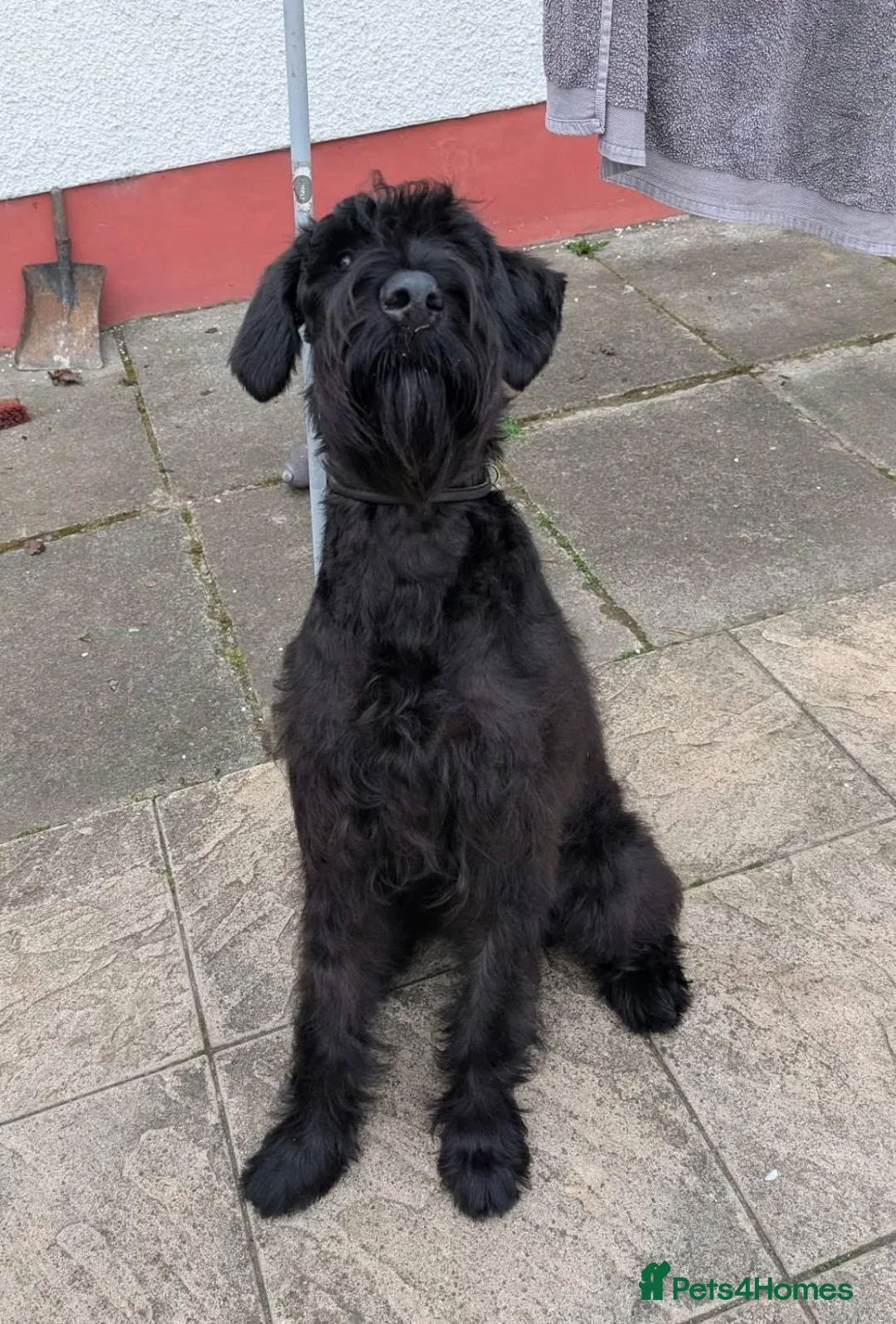 Giant Schnauzer dogs for adoption: ***FERN RESCUE*GIANT SCHNAUZER FOR ADOPTION*** in Glasgow - Advert 3