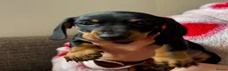 Dachshund dogs for sale: Dachshund puppies - Advert 25