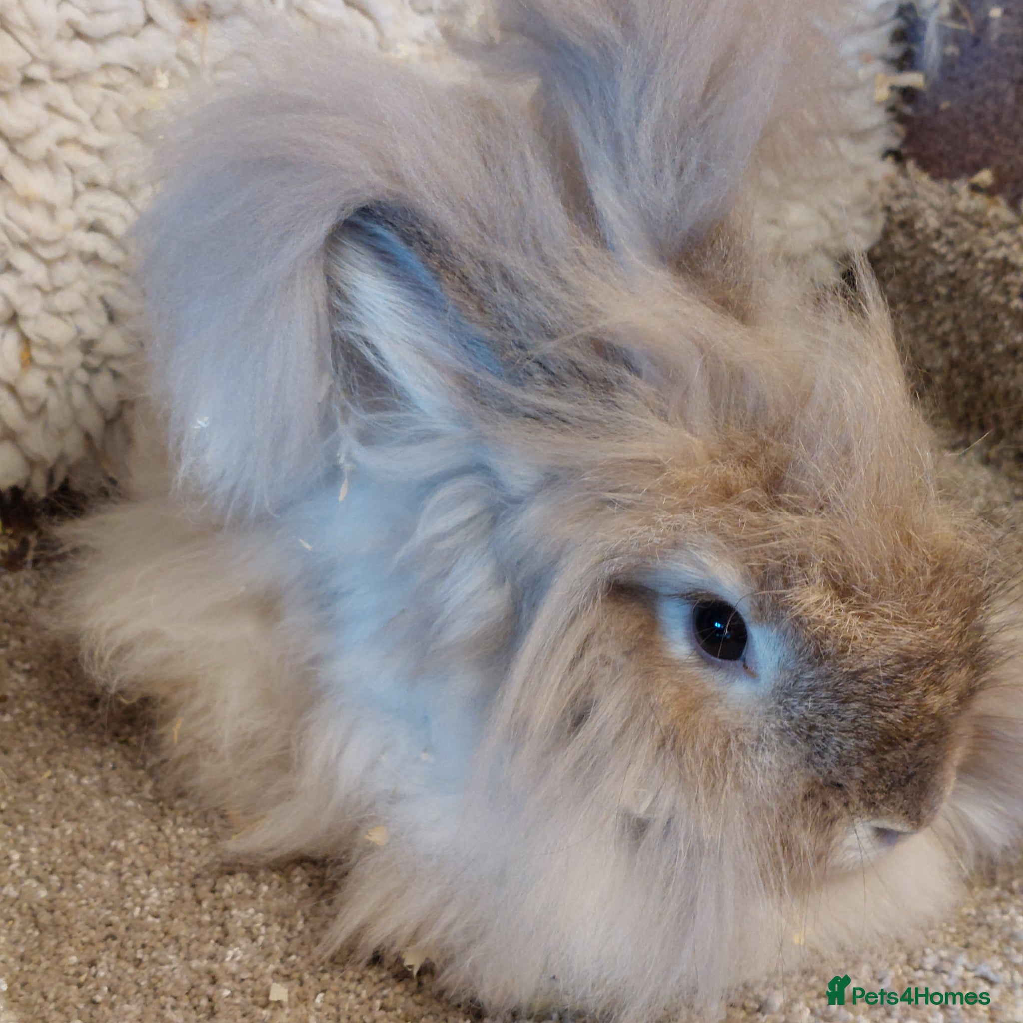 Mini Lop rabbits  3 BEAUTIFULL freindly ANGORA  DOES  - Advert 16