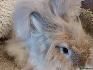 Mini Lop rabbits 3 BEAUTIFULL freindly ANGORA DOES - Advert 16