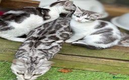 Mixed Breed cats for sale: Adorable Bengal Cross Kittens!! - Image 13