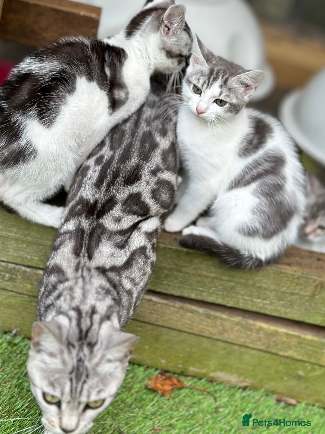 Mixed Breed cats for sale: Adorable Bengal Cross Kittens!! - Image 13
