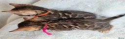 Bengal cats for sale: ⚜️Bengal kittens Tica registered ⚜️ - Advert 20