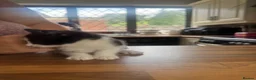 Domestic Shorthair cats for sale: 3 Beautiful Kittens Looking for Their Forever Home - Advert 12