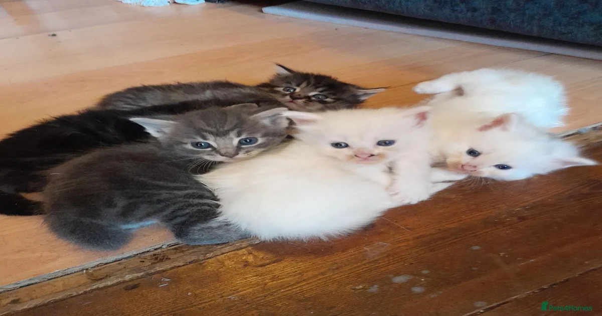 Kittens for sale in Plymouth, Plymouth | Pets4Homes