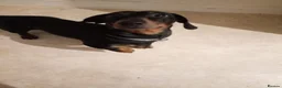 Dachshund dogs for sale: 1 year old miniature Dachshund in Port Talbot - Advert 3